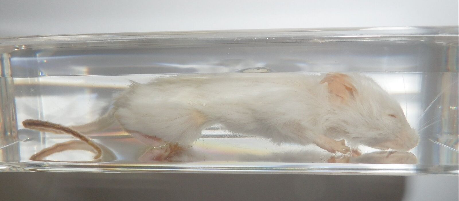 White Mouse Laboratory Rat In 110x43x25 Mm Clear Resin Block Teaching Aid Bk3